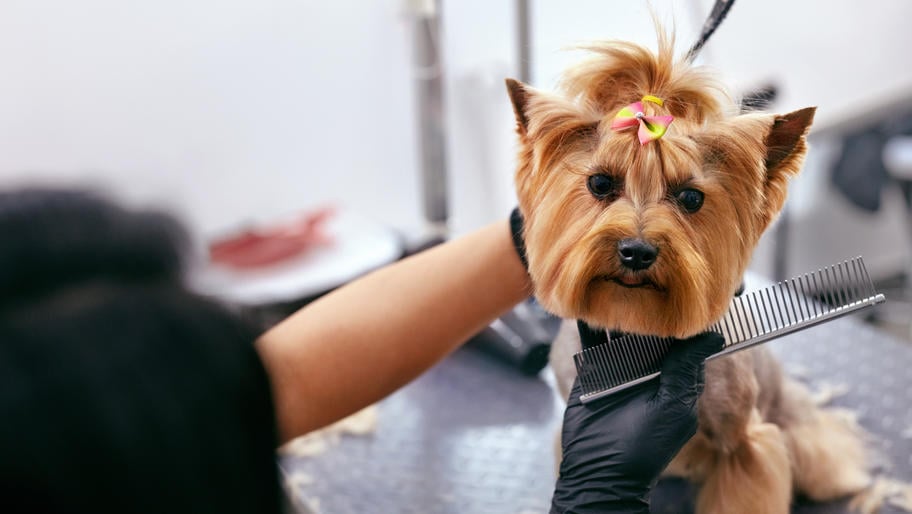 Yorkie being groomed by professional at a salon