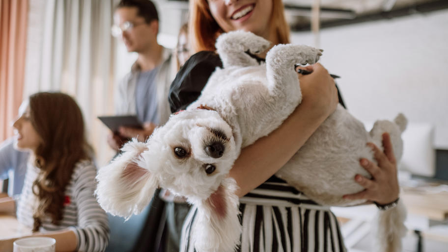 Female small business owner holds white poodle upside down in office