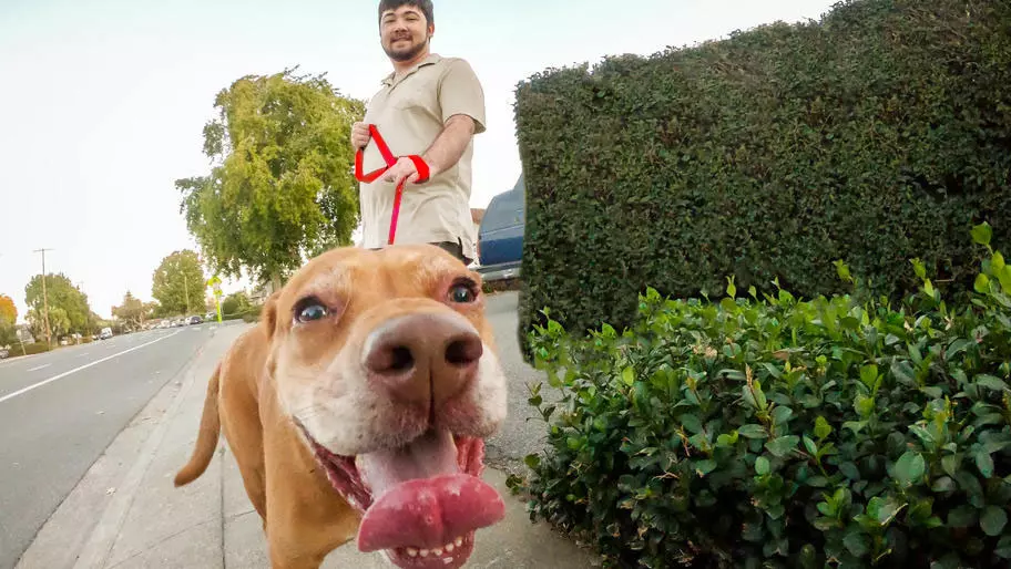 teen walking happy dog over the summer