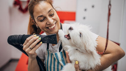 Female dog groomer working on a white dog, both with smiles on their faces
