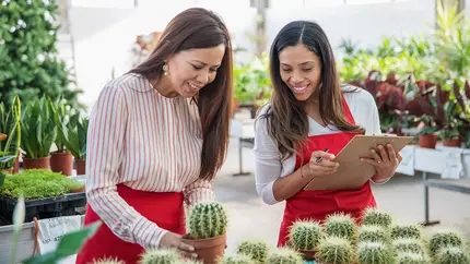 Two Hispanic business owners sorting through succulents and cacti
