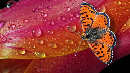 Orange butterfly resting on a vibrant flower covered in water droplets, representing resilience, growth, and the lasting legacy celebrated in a tribute to Dolly Parton.